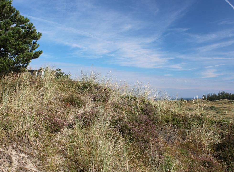 Det kuperade landskapet med sanddyner bak kusten i Kollerup