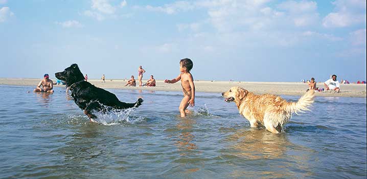 Hunde spielen am Rand des Wassers am Strand