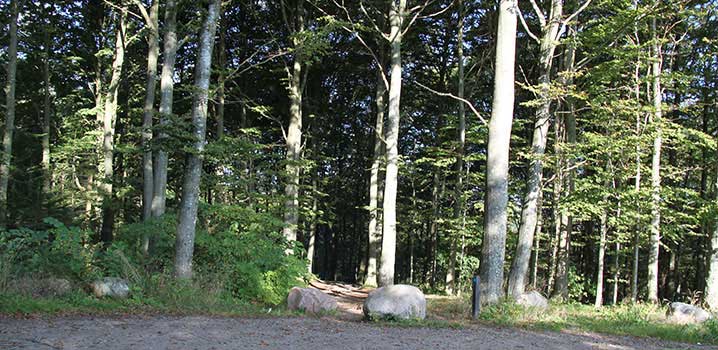 Wood with tall trees and a big stone in the middle. Unpaved path in the front.